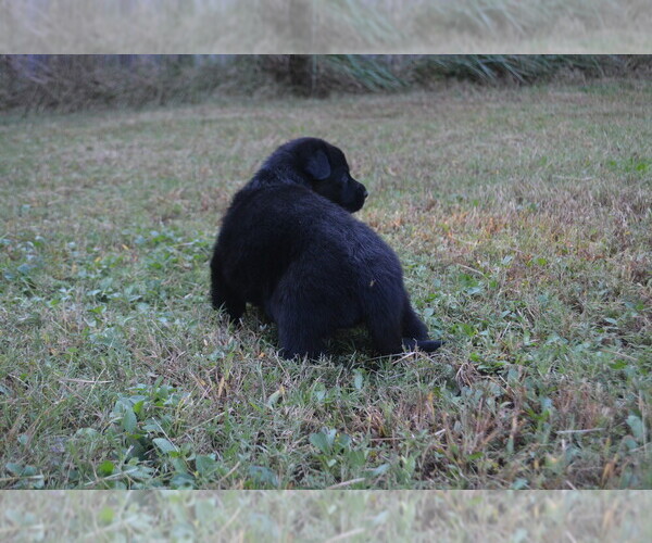 Medium Photo #2 German Shepherd Dog Puppy For Sale in POWDER SPRINGS, GA, USA