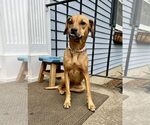 Small #9 Mutt