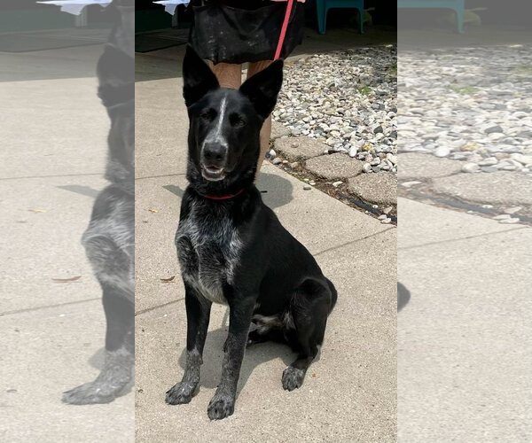 Medium Photo #2 Border-Aussie Puppy For Sale in Highland, IL, USA