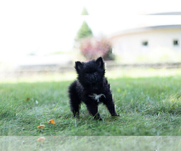 Medium Photo #6 Pomeranian Puppy For Sale in WARSAW, IN, USA
