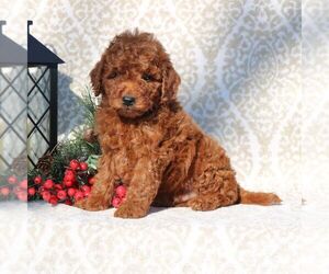 Goldendoodle (Miniature) Puppy for sale in EPHRATA, PA, USA