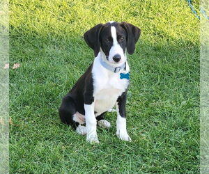 Borador Dogs for adoption in Plainfield, IL, USA