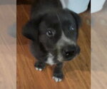 Small #1 Labrador Retriever Mix