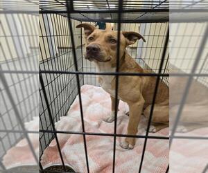 Mutt Dogs for adoption in Texas City, TX, USA