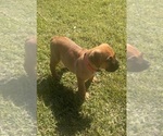 Small #7 Bullmastiff