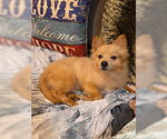 Small Photo #6 Pomeranian-Unknown Mix Puppy For Sale in Tampa, FL, USA