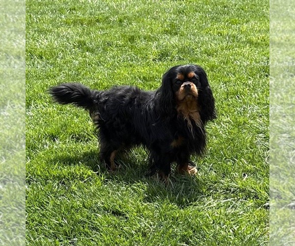 Medium Photo #1 Cavalier King Charles Spaniel Puppy For Sale in MIDDLEBURY, IN, USA