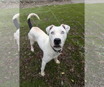 Small #1 American Pit Bull Terrier-Catahoula Leopard Dog Mix