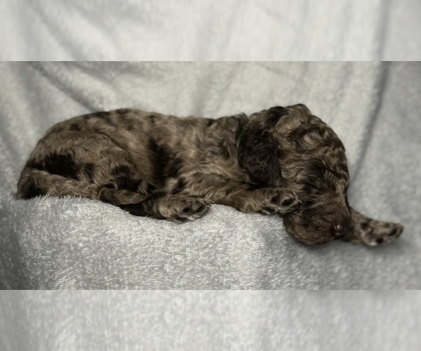 Medium Photo #41 Goldendoodle Puppy For Sale in HOWARD CITY, MI, USA
