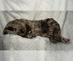 Small #4 Goldendoodle