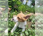Small Photo #5 Pembroke Welsh Corgi Puppy For Sale in WINDSOR, CO, USA