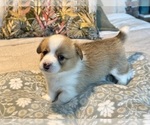 Small #19 Pembroke Welsh Corgi