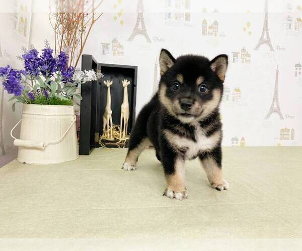Medium Photo #4 Shiba Inu Puppy For Sale in DALLAS, TX, USA