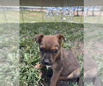 Small #2 Boxer Mix
