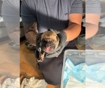 Small Photo #22 Cane Corso Puppy For Sale in CASTRO VALLEY, CA, USA