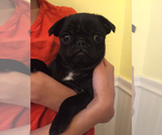 Small Photo #1 Pug Puppy For Sale in LOOMIS, CA, USA