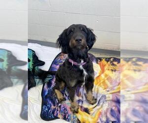 Bernedoodle Dogs for adoption in Fort Wayne, IN, USA