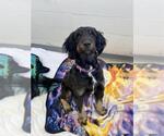 Small Bernedoodle