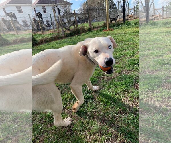 Medium Photo #3 Boxer-Huskies  Mix Puppy For Sale in Woodbury, NY, USA