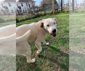SALVADOR - Male Boxer-Huskies  Mix Dog for Adoption - Photo #3