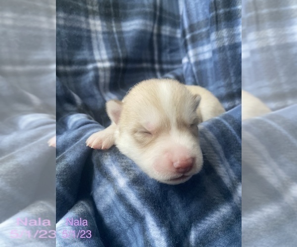 Medium Photo #4 Siberian Husky Puppy For Sale in FAIRFIELD, CA, USA