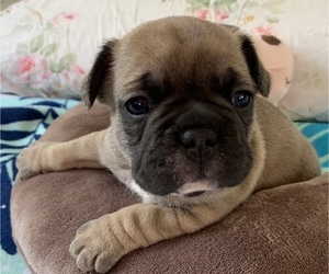French Bulldog Puppy for sale in JACKSON, NJ, USA