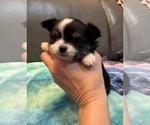 Small #6 Chihuahua