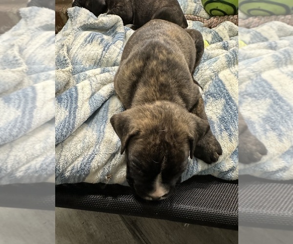 Medium Photo #41 Boxer Puppy For Sale in RALEIGH, NC, USA