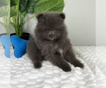 Small #2 Pomeranian