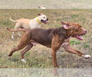 Moo Deng - Female Bulldog-Staffordshire Bull Terrier Mix Dog for Adoption - Photo #8