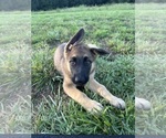 Puppy Mr Green Jeans German Shepherd Dog