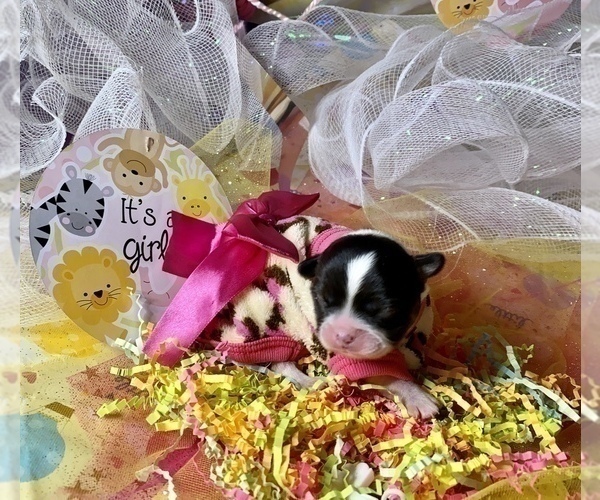 Medium Photo #4 Bullhuahua-Chihuahua Mix Puppy For Sale in RAWSONVILLE, MI, USA