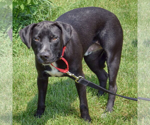 Medium Photo #3 American Staffordshire Terrier-Unknown Mix Puppy For Sale in Huntley, IL, USA