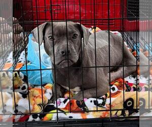 Ash - COMING SOON! - Male American Staffordshire Terrier-Unknown Mix Dog for Adoption - Photo #5