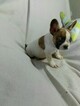 Small Photo #7 French Bulldog Puppy For Sale in PHILA, PA, USA