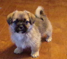 Shorkie Tzu Puppy for sale in SPRING HILL, KS, USA