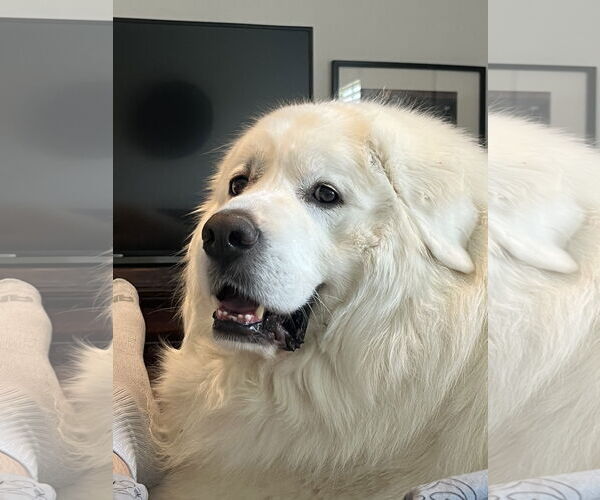 Medium Photo #4 Great Pyrenees Puppy For Sale in Houston, TX, USA