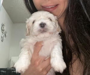 Shih Tzu Puppy for sale in HILLSBORO, OR, USA