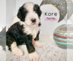 Small Photo #4 Bernedoodle Puppy For Sale in BROOMFIELD, CO, USA