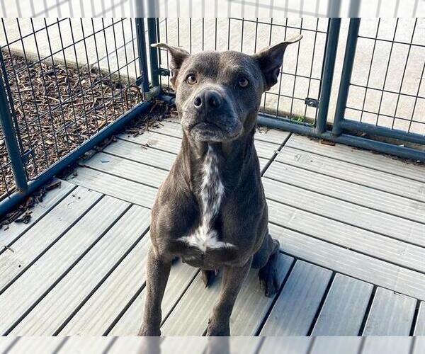 Medium Photo #1 Mutt Puppy For Sale in Orange, CA, USA