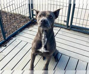 Mutt Dogs for adoption in Orange, CA, USA