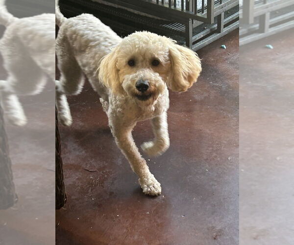 Medium Photo #1 Goldendoodle Puppy For Sale in San Diego , CA, USA