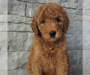 Goldendoodle (Miniature) Puppy for sale in SAVANNAH, TN, USA