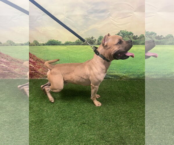 Medium Photo #3 Mutt Puppy For Sale in Euless, TX, USA