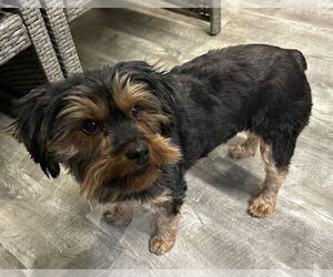 Mutt Dogs for adoption in Ellijay, GA, USA