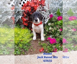 Jack Russell Terrier Mix Puppy for Sale in SHIPSHEWANA, Indiana USA