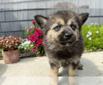 Puppy Robin Pomsky