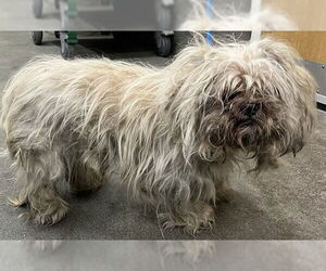 Maltese-Unknown Mix Dogs for adoption in Forestville, MD, USA