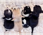 Baby Girl - Female Chihuahua Puppy for Sale - Photo #6