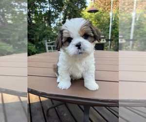 Cava-Tzu Puppy for sale in ROSEVILLE, MN, USA